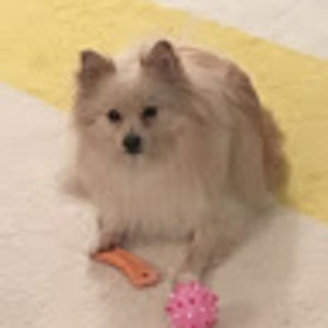 Meet your Posher, Anya